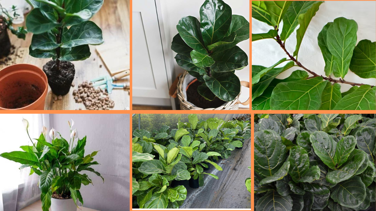 How to Start Growing Fiddle Leaf Figs: A Complete Care Guide for Beginners