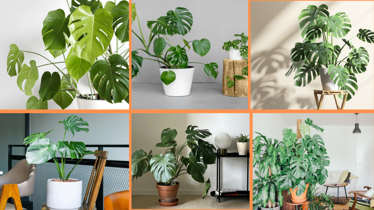 How to Start Growing Monstera: The Ultimate Beginner’s Guide