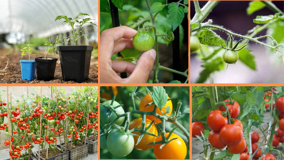 How to Start Growing Tomatoes: A Beginner’s Complete Guide to Juicy, Homegrown Harvests