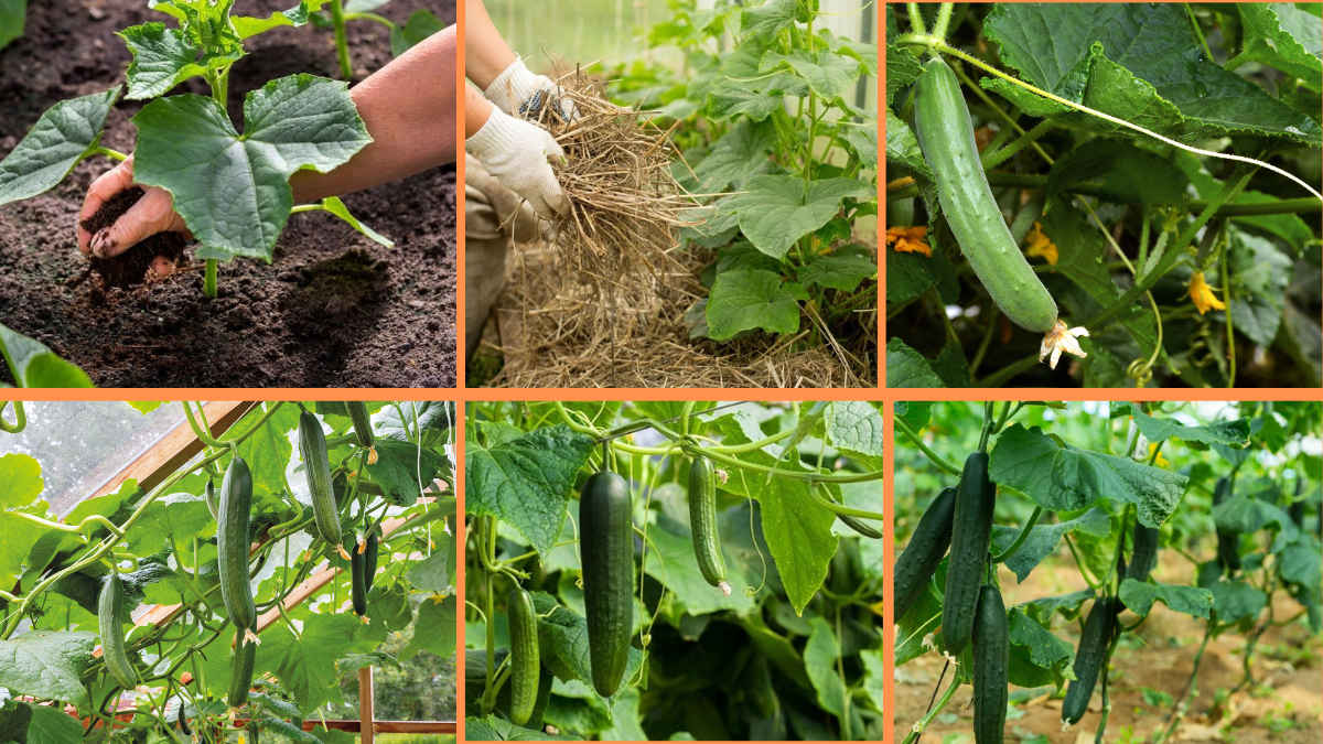 How to Start Growing Cucumbers: A Complete Guide for Crisp, Homegrown Veggies