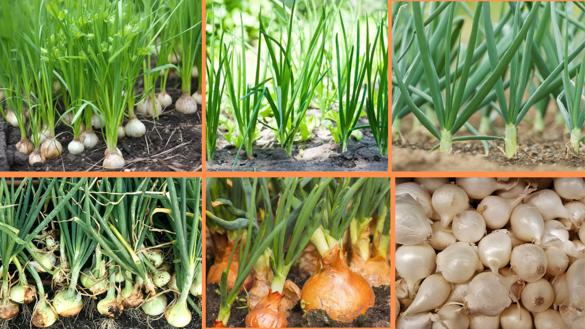 How to Start Growing Onions: A Complete Beginner’s Guide