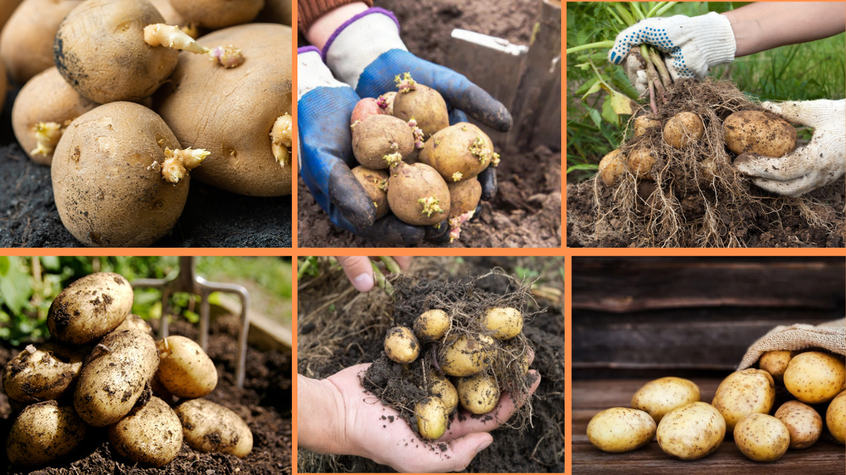 How to Start Growing Potatoes: A Complete Beginner’s Guide