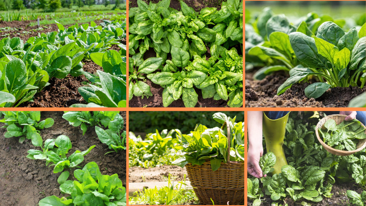 How to Start Growing Spinach: A Beginner’s Complete Guide