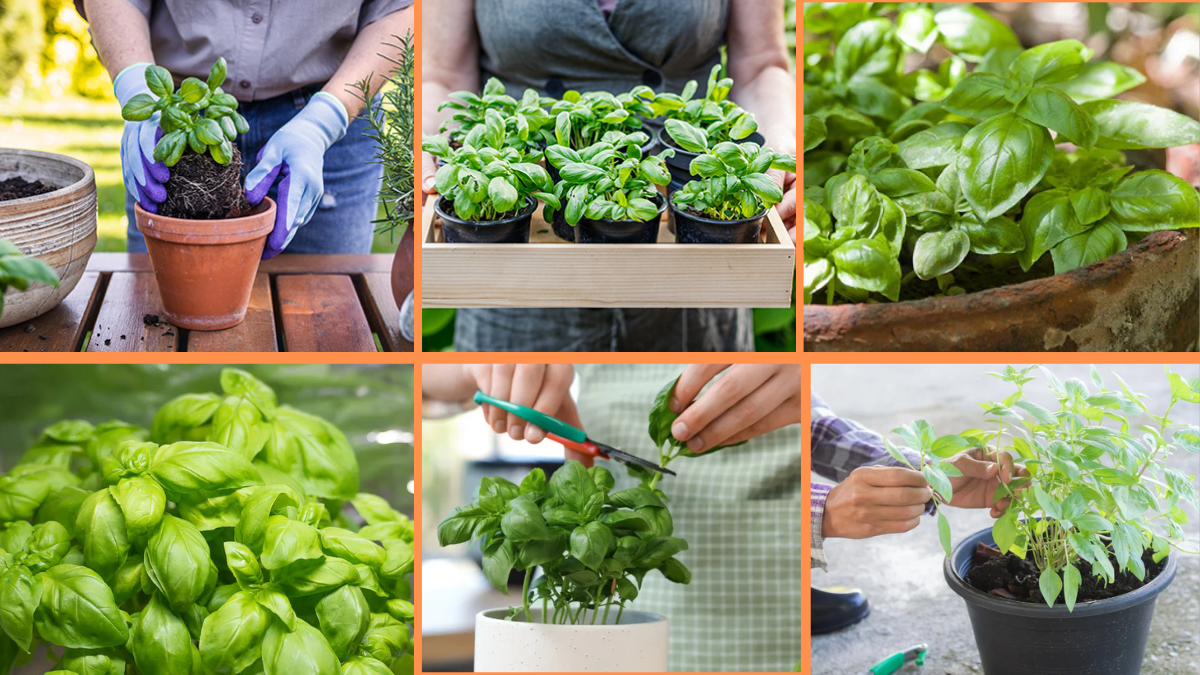 How to Start Growing Basil: A Beginner’s Complete Guide