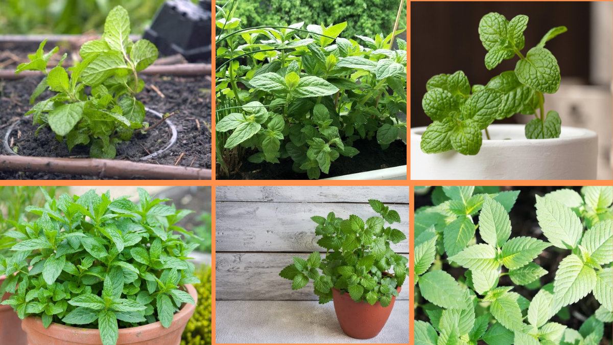 How to Start Growing Mint: A Complete Beginner’s Guide