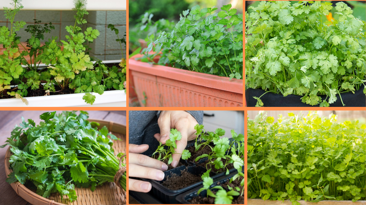 How to Start Growing Cilantro: A Complete Beginner’s Guide