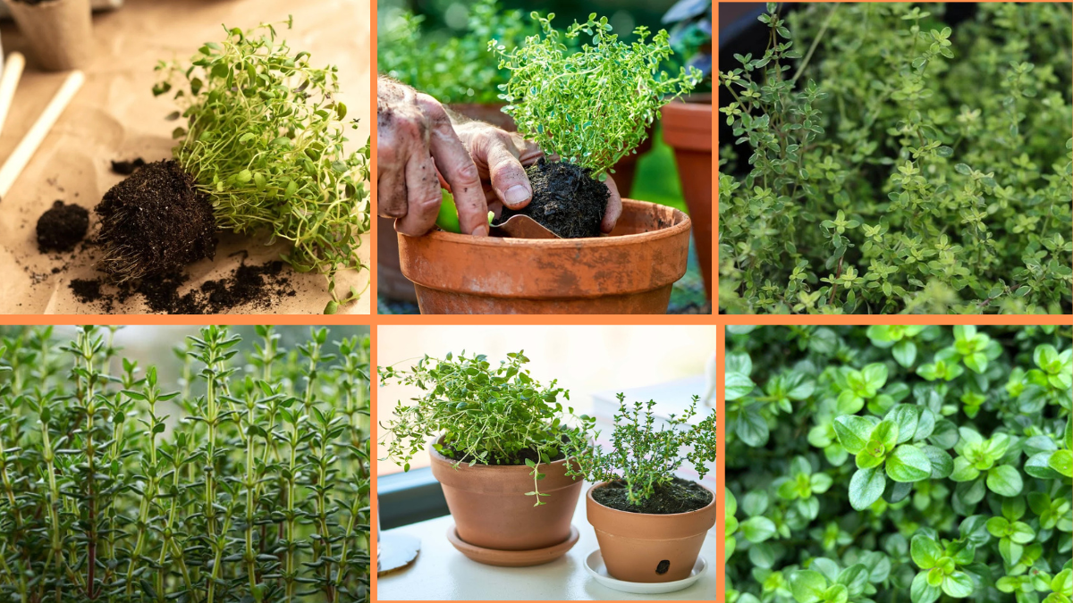 How to Start Growing Thyme: A Complete Beginner’s Guide