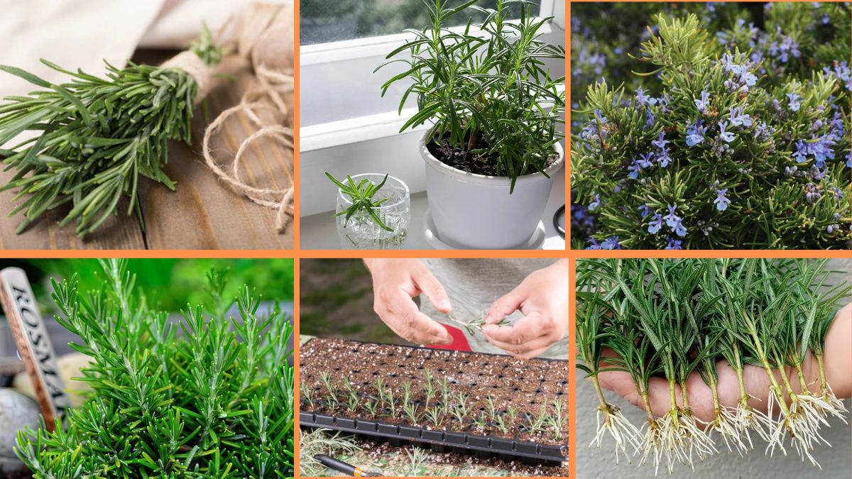 How to Start Growing Rosemary: A Complete Beginner’s Guide