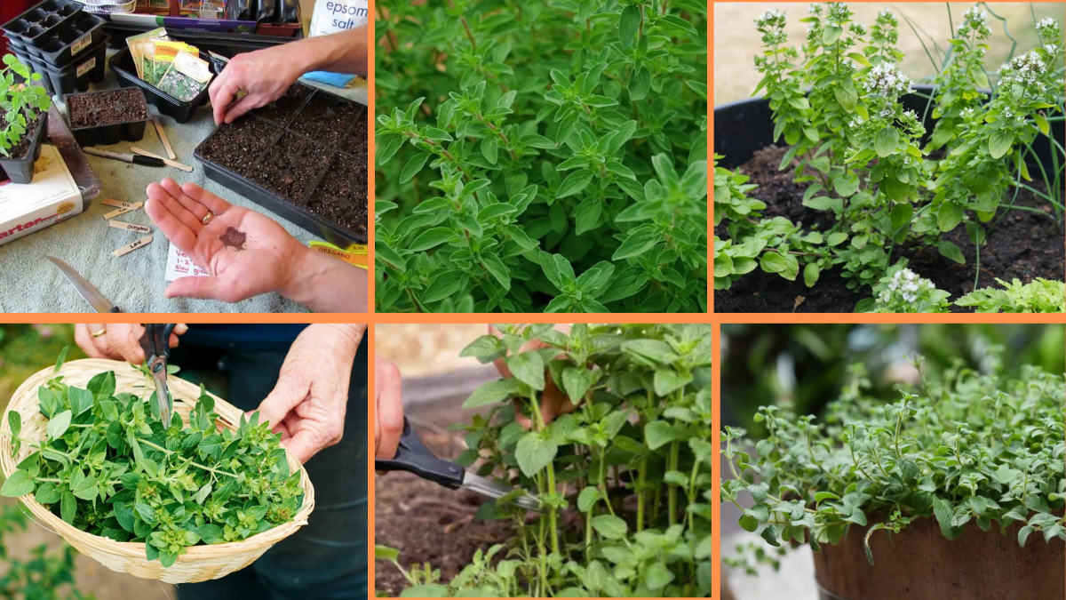 How to Start Growing Oregano: A Complete Guide for Beginners