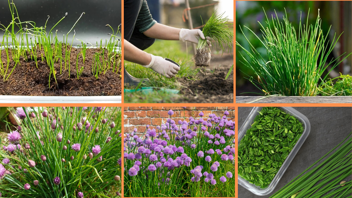 How to Start Growing Chives: A Beginner’s Guide to a Flavorful Herb Garden