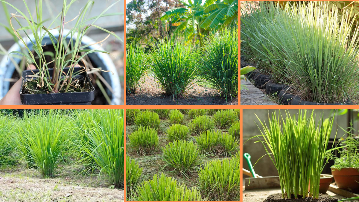 How to Start Growing Lemongrass: A Complete Beginner’s Guide
