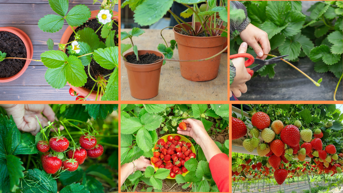How to Start Growing Strawberries: A Complete Beginner’s Guide