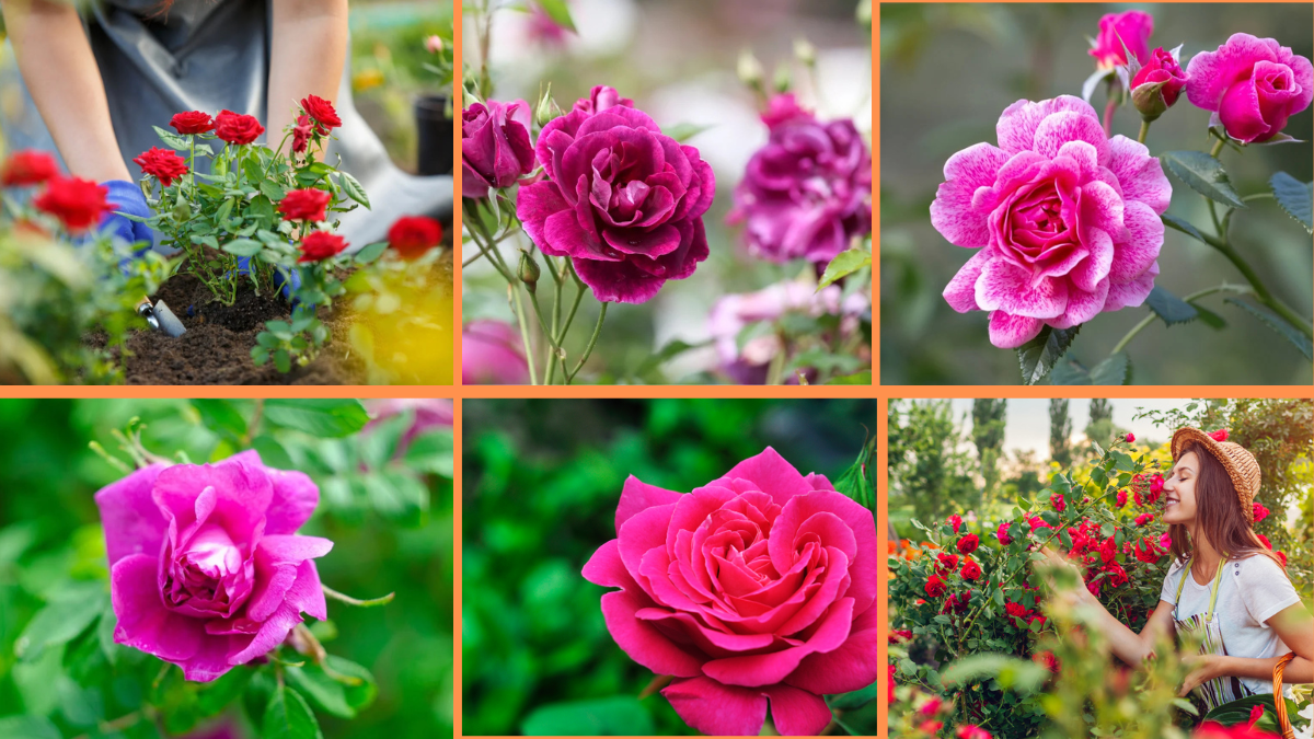 10 Tips to Grow Vibrant Roses in Your Garden: The Ultimate Rose Care Guide