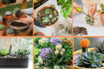10 Tips to Care for Succulent Plants Effectively