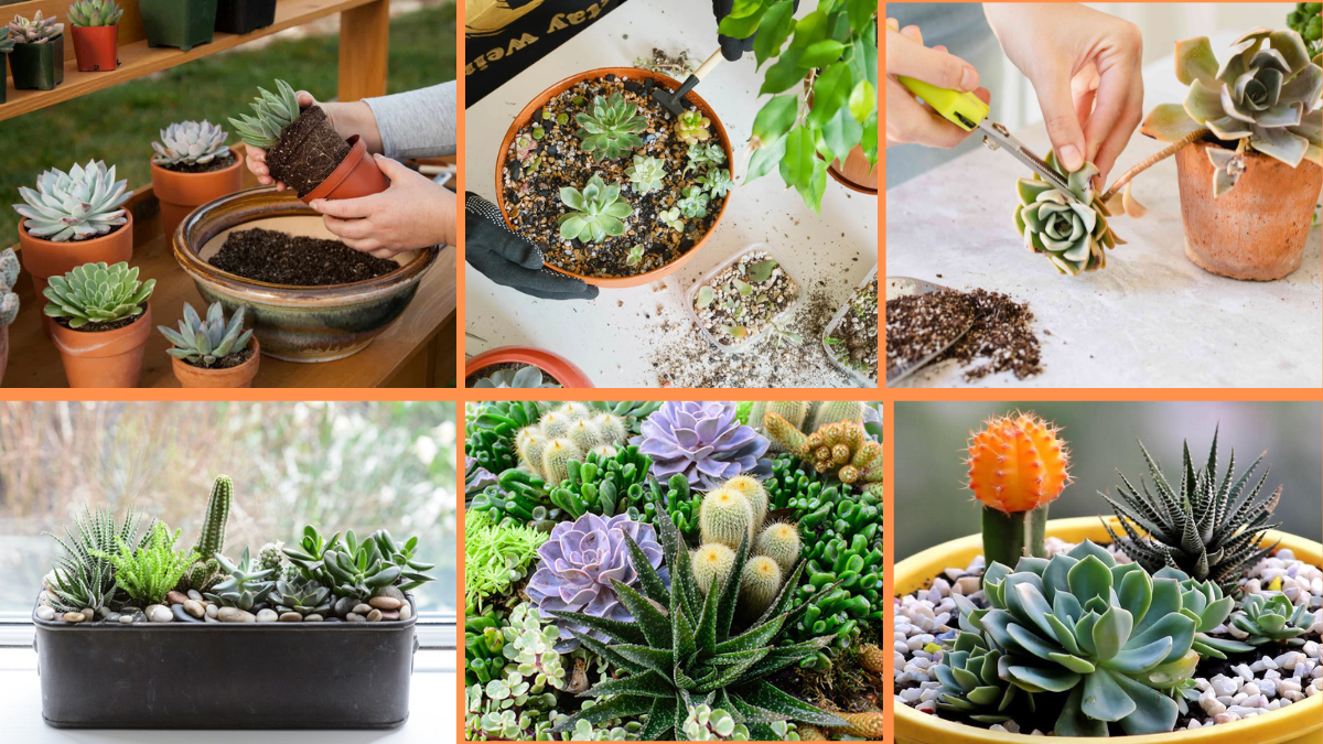 10 Tips to Care for Succulent Plants Effectively
