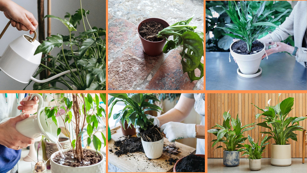 10 Tips to Prevent Overwatering Your Plants