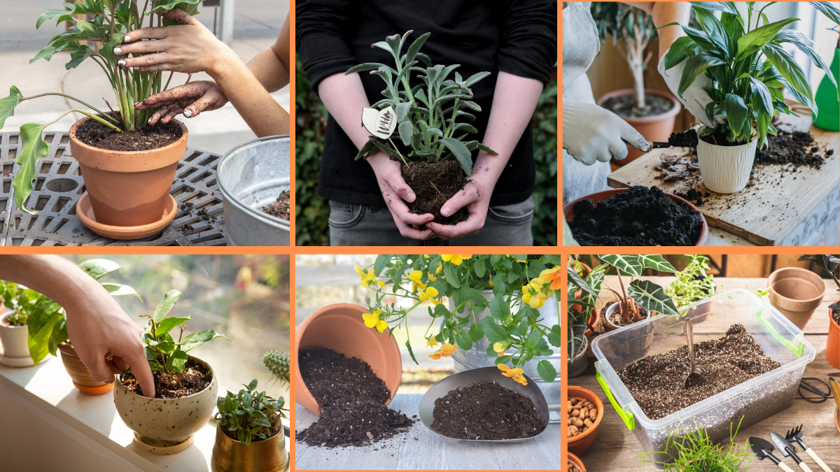 10 Tips to Choose the Right Soil for Houseplants