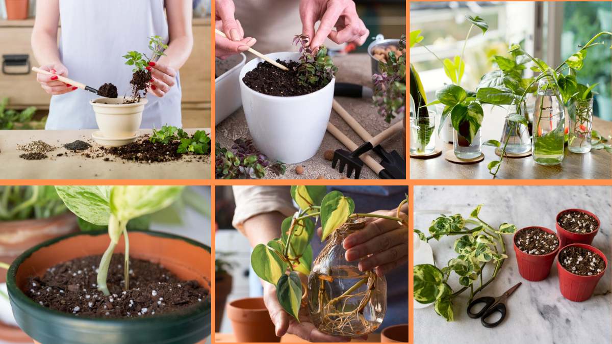 10 Tips to Propagate Plants Successfully: Grow Your Garden for Free!