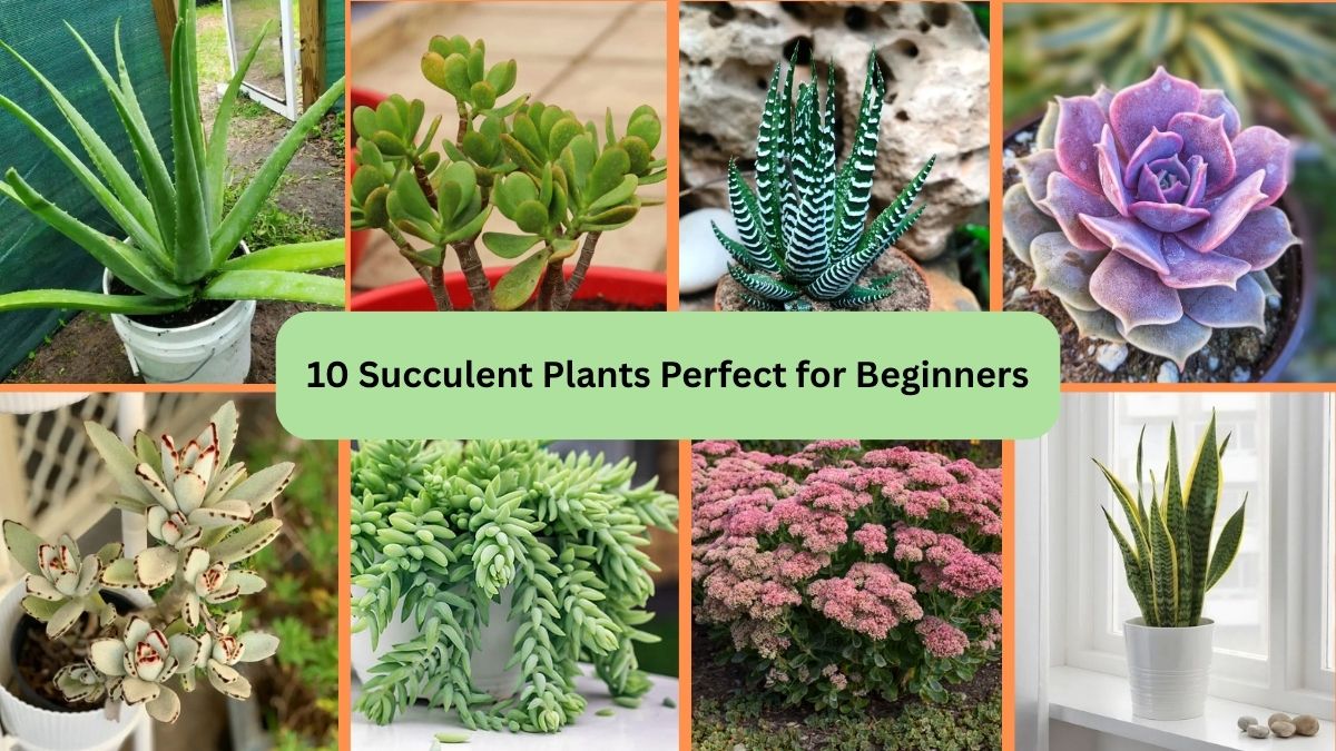 10 Succulent Plants Perfect for Beginners