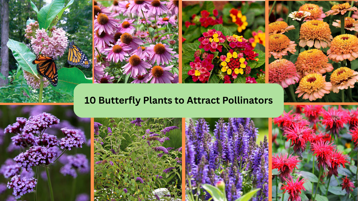 10 Butterfly Plants to Attract Pollinators