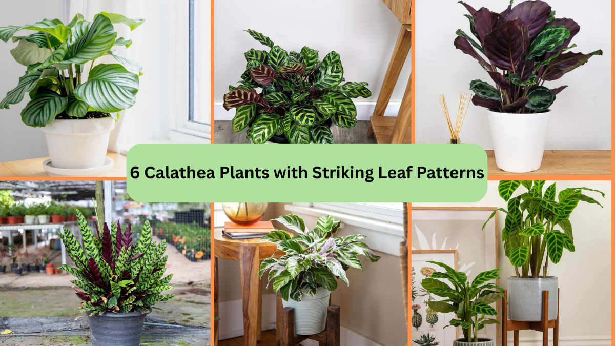 6 Calathea Plants with Striking Leaf Patterns