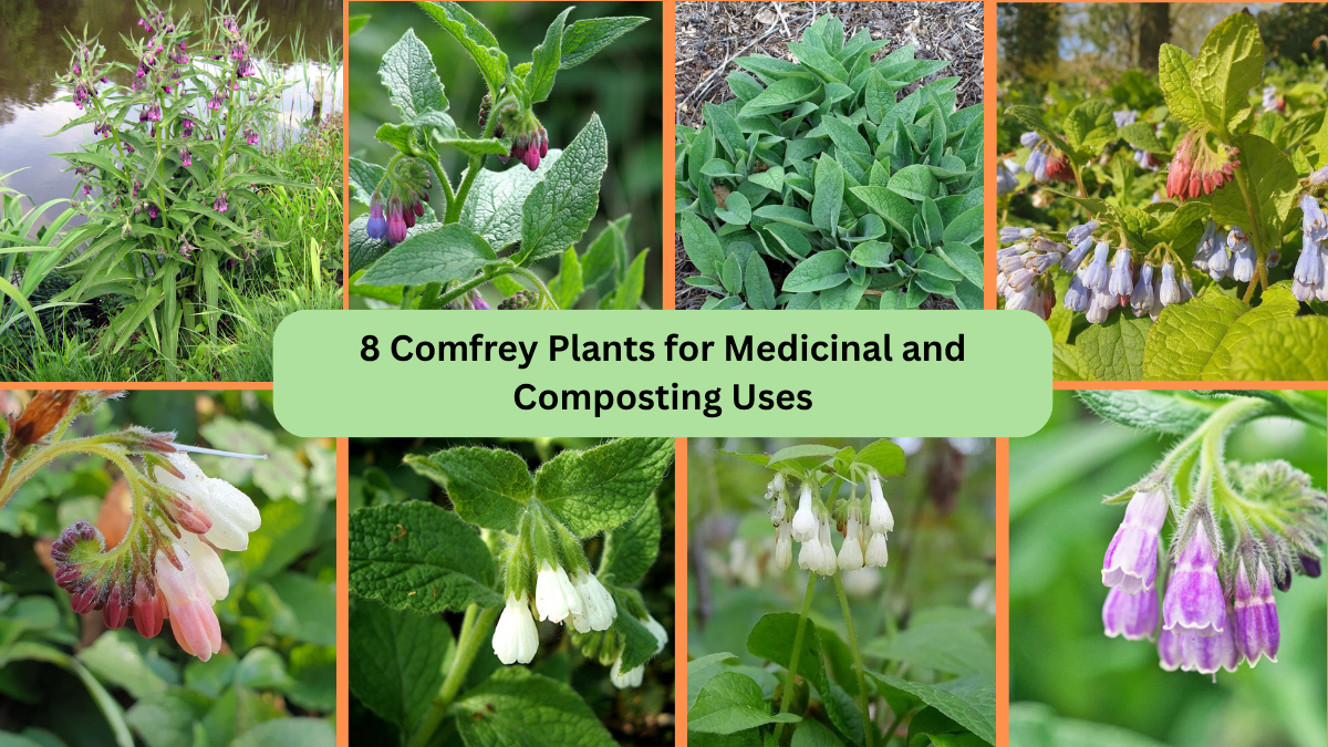 8 Comfrey Plants for Medicinal and Composting Uses