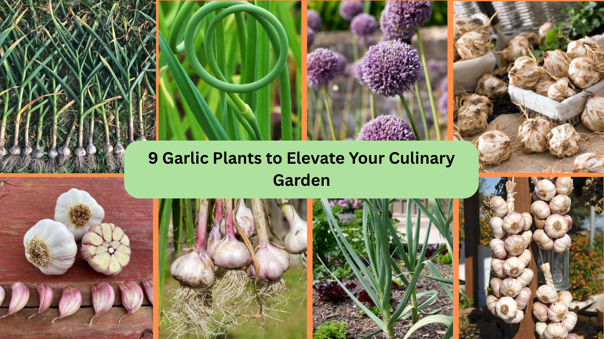 9 Garlic Plants to Elevate Your Culinary Garden