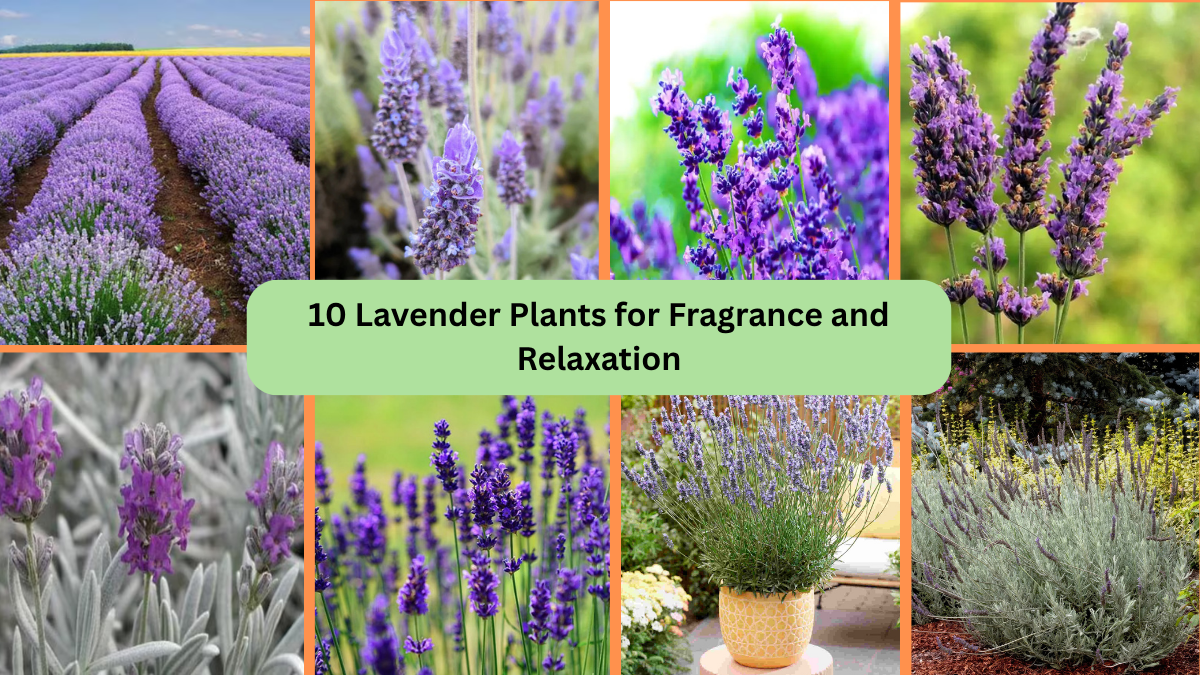 10 Lavender Plants for Fragrance and Relaxation