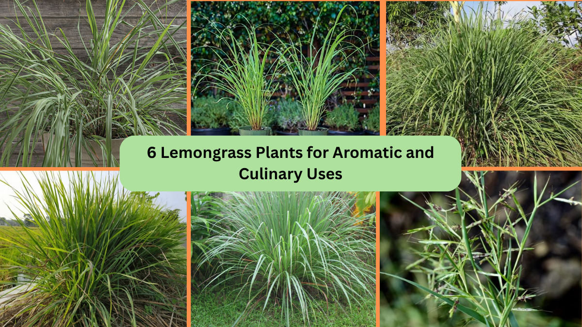 6 Lemongrass Plants for Aromatic and Culinary Uses