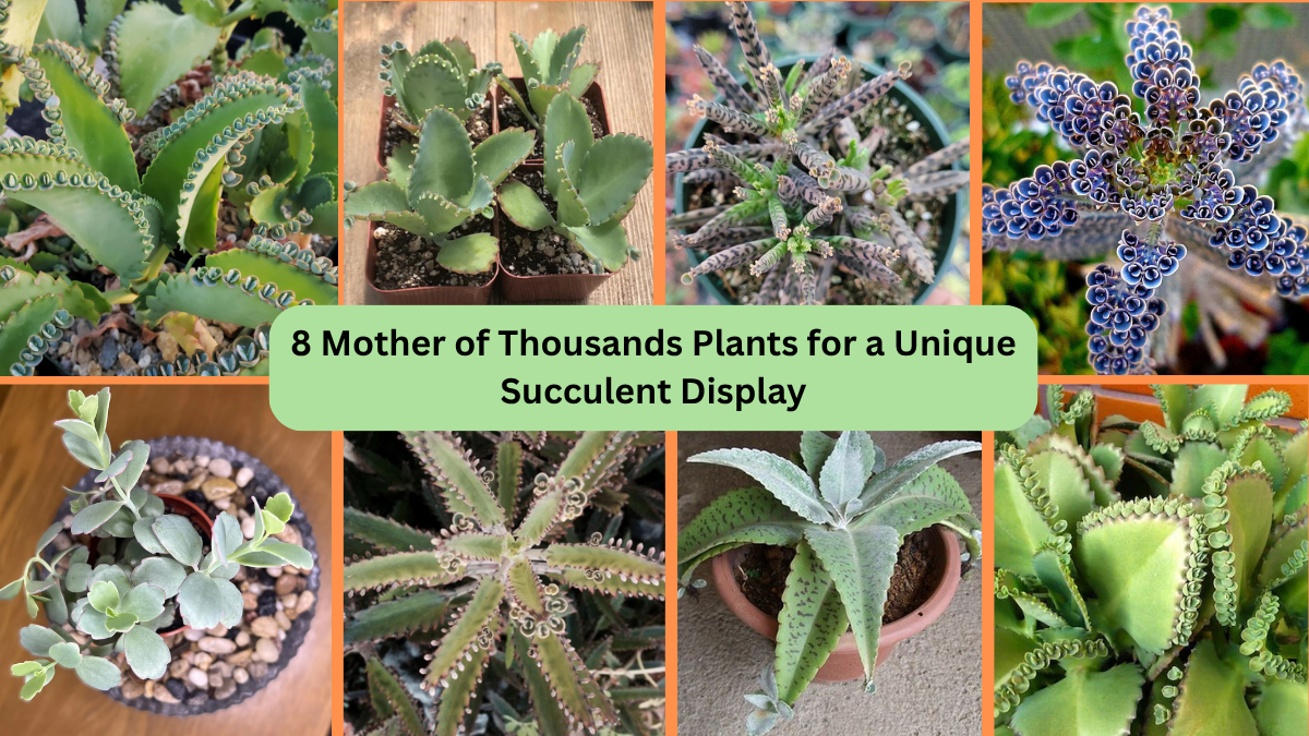 8 Mother of Thousands Plants for a Unique Succulent Display