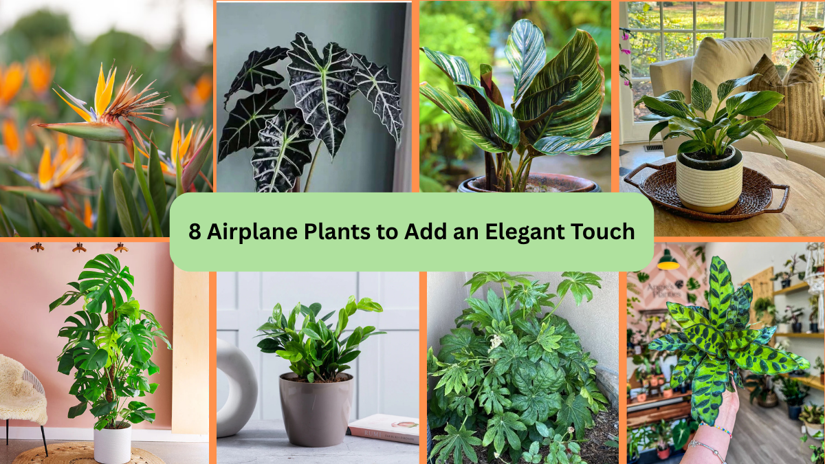 8 Airplane Plants to Add an Elegant Touch