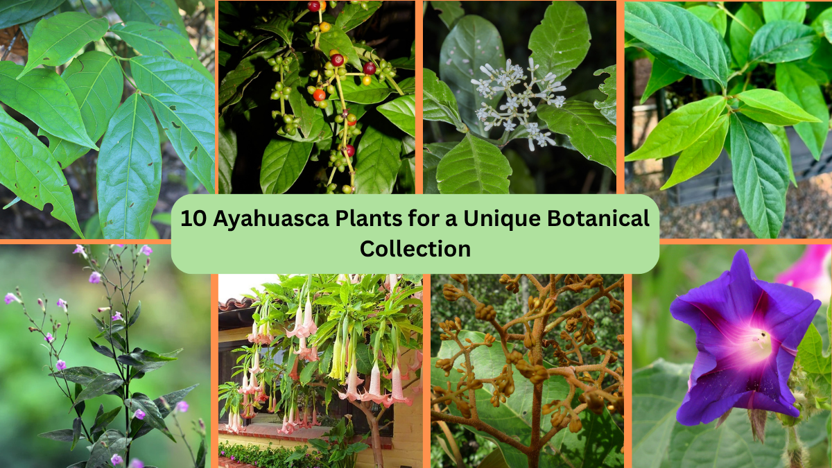 10 Ayahuasca Plants for a Unique Botanical Collection