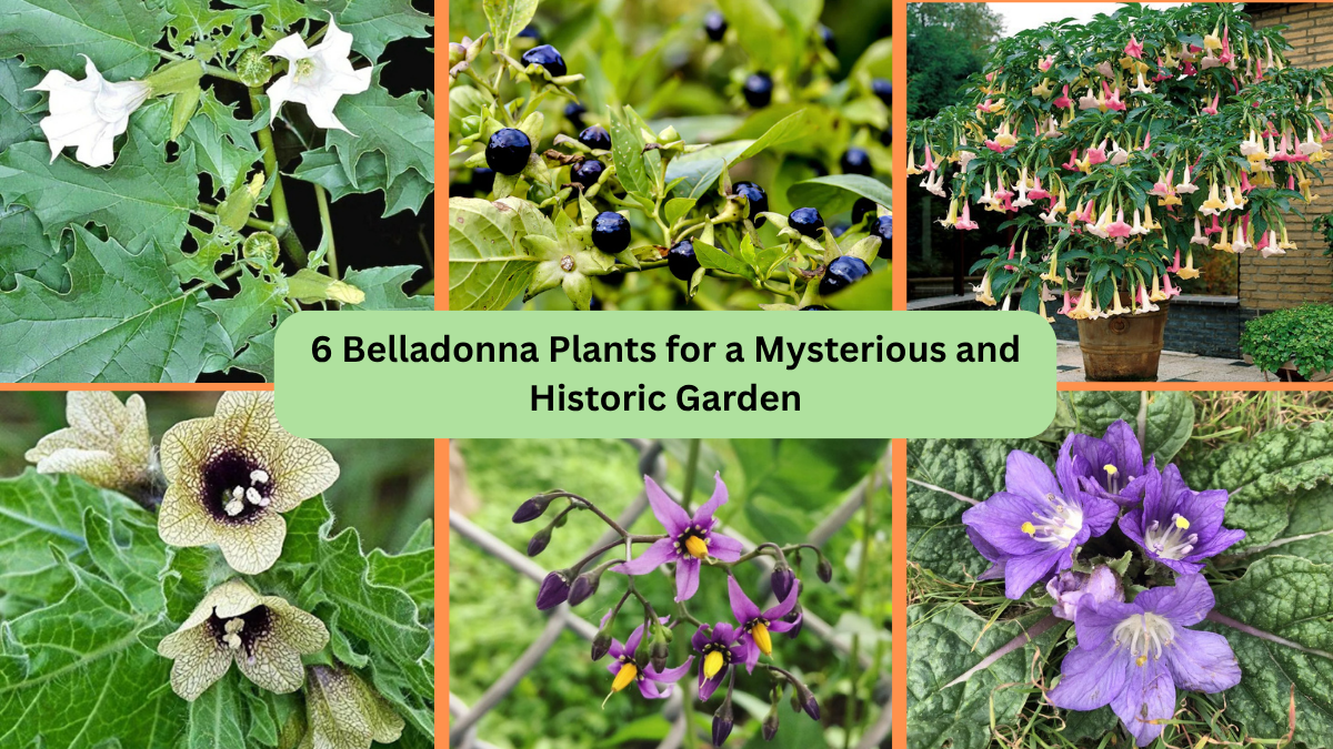 6 Belladonna Plants for a Mysterious and Historic Garden