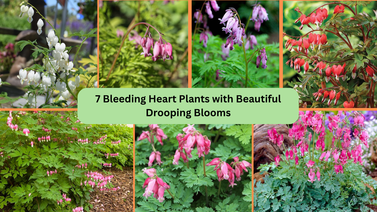 7 Bleeding Heart Plants with Beautiful Drooping Blooms