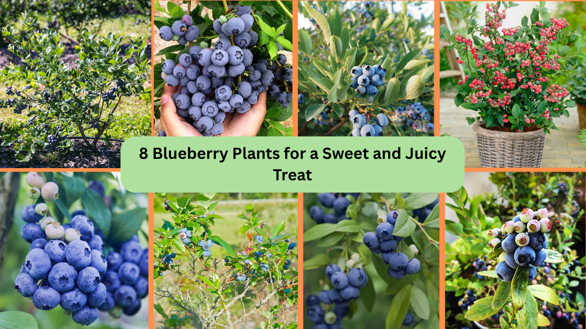 8 Blueberry Plants for a Sweet and Juicy Treat