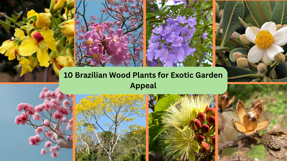 10 Brazilian Wood Plants for Exotic Garden Appeal