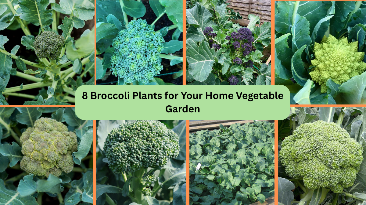 8 Broccoli Plants for Your Home Vegetable Garden