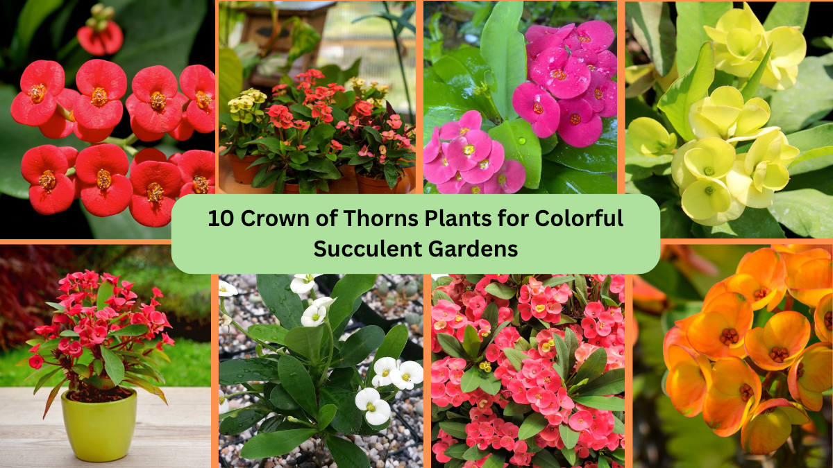 10 Crown of Thorns Plants for Colorful Succulent Gardens