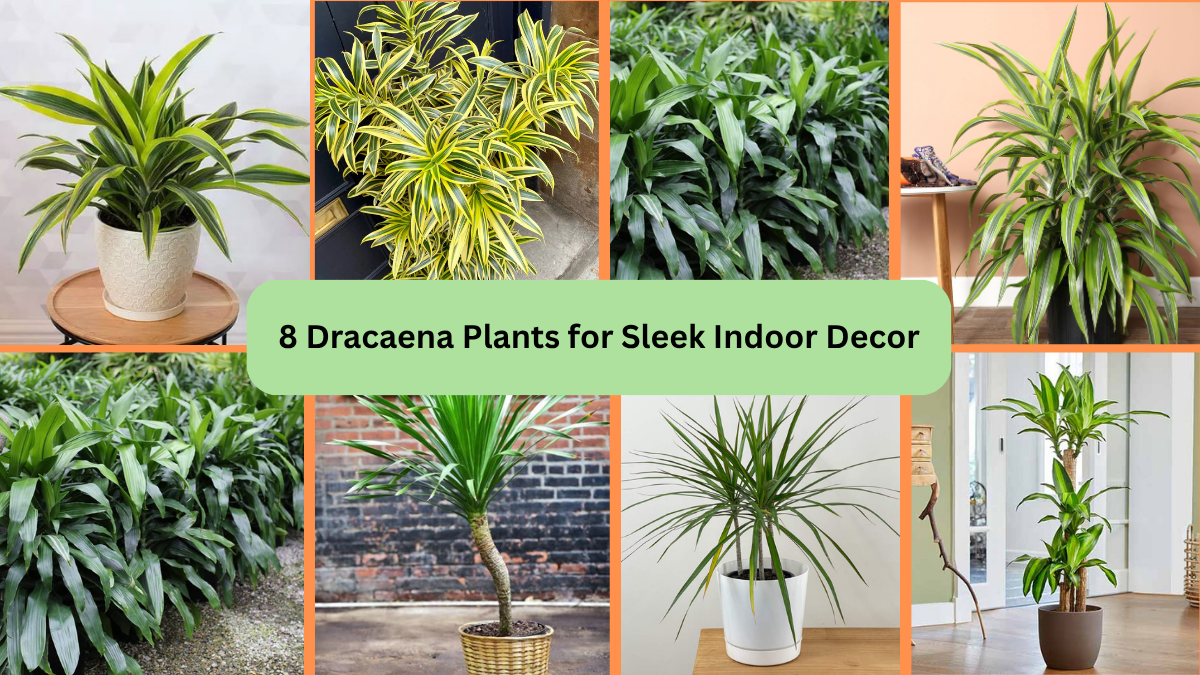 8 Dracaena Plants for Sleek Indoor Decor