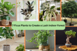 7 Ficus Plants to Create a Lush Indoor Forest