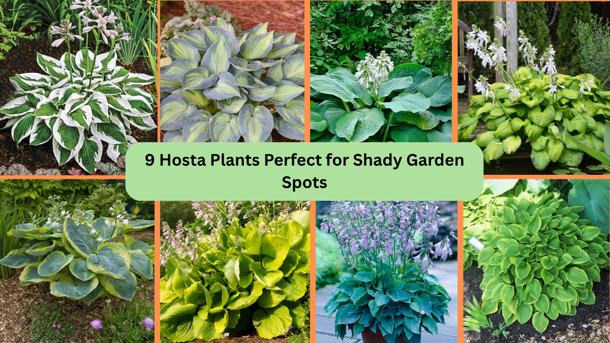 9 Hosta Plants Perfect for Shady Garden Spots