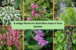 6 Indigo Plants for Bold Blue Hues in Your Garden