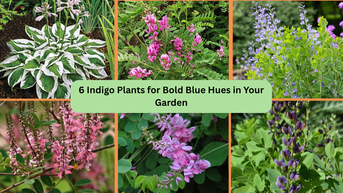 6 Indigo Plants for Bold Blue Hues in Your Garden