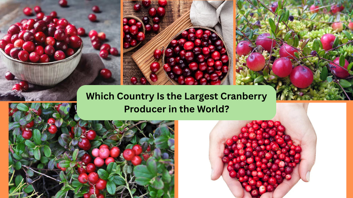 Which Country Is the Largest Cranberry Producer in the World?