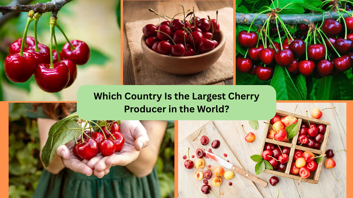 Which Country Is the Largest Cherry Producer in the World?