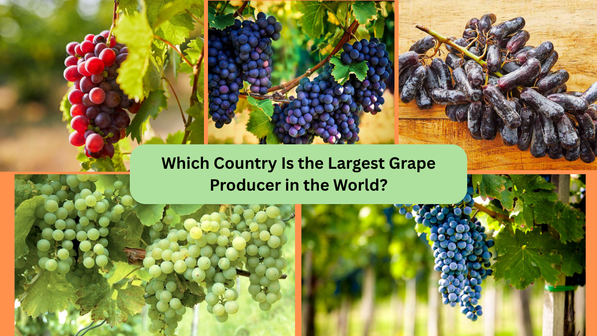 Which Country Is the Largest Grape Producer in the World?