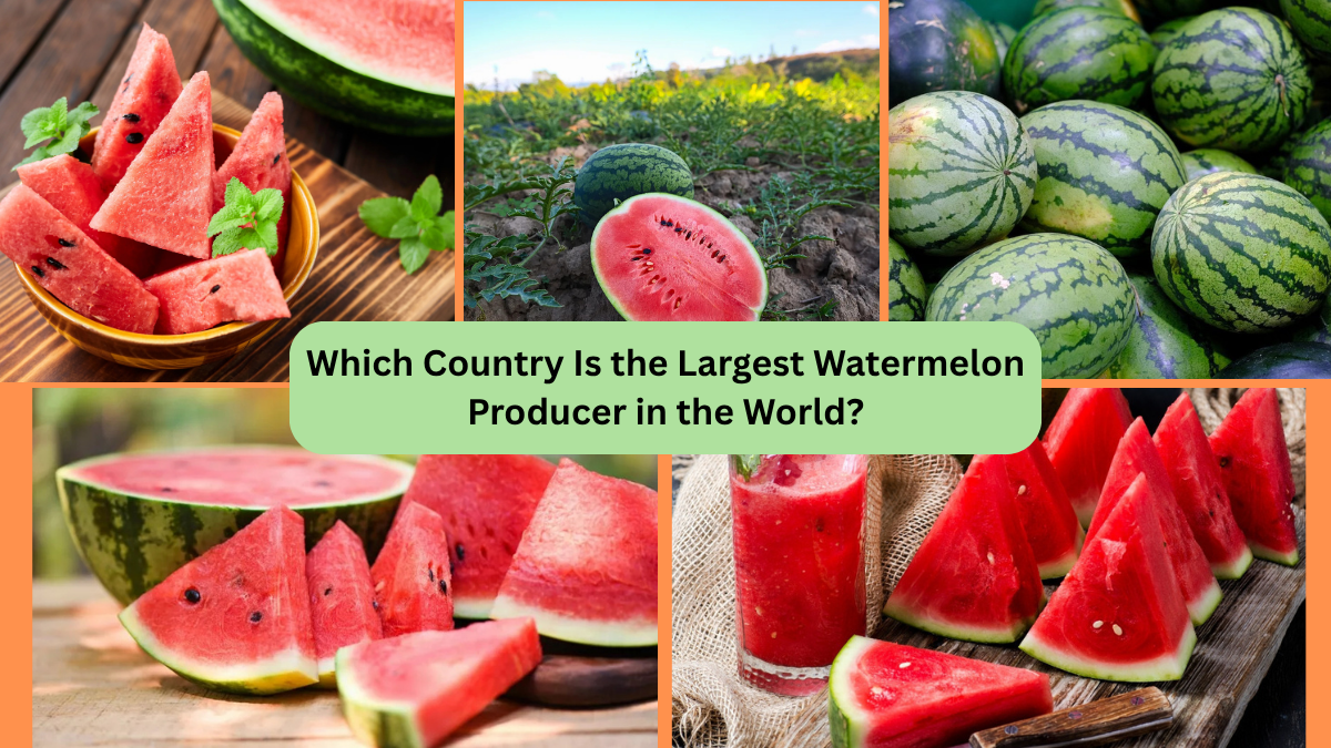 Which Country Is the Largest Watermelon Producer in the World?