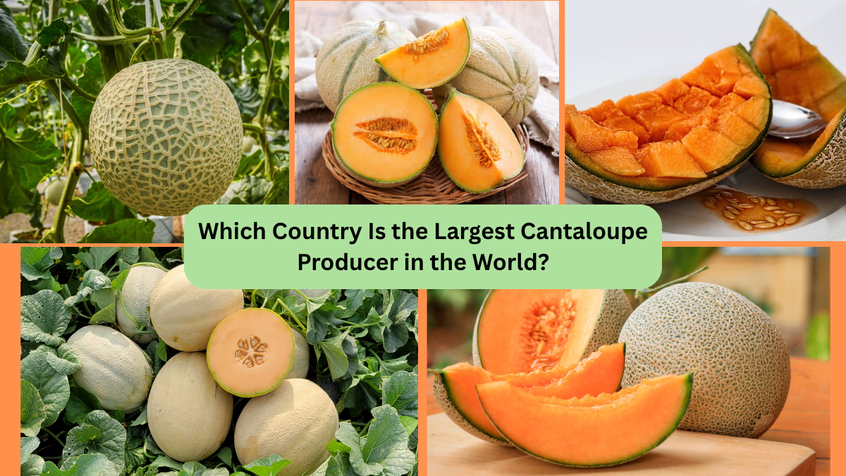 Which Country Is the Largest Cantaloupe Producer in the World?