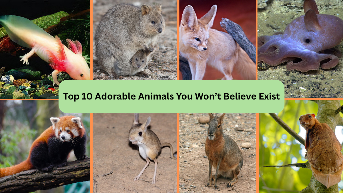 Top 10 Adorable Animals You Won’t Believe Exist
