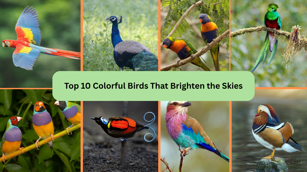 Top 10 Colorful Birds That Brighten the Skies